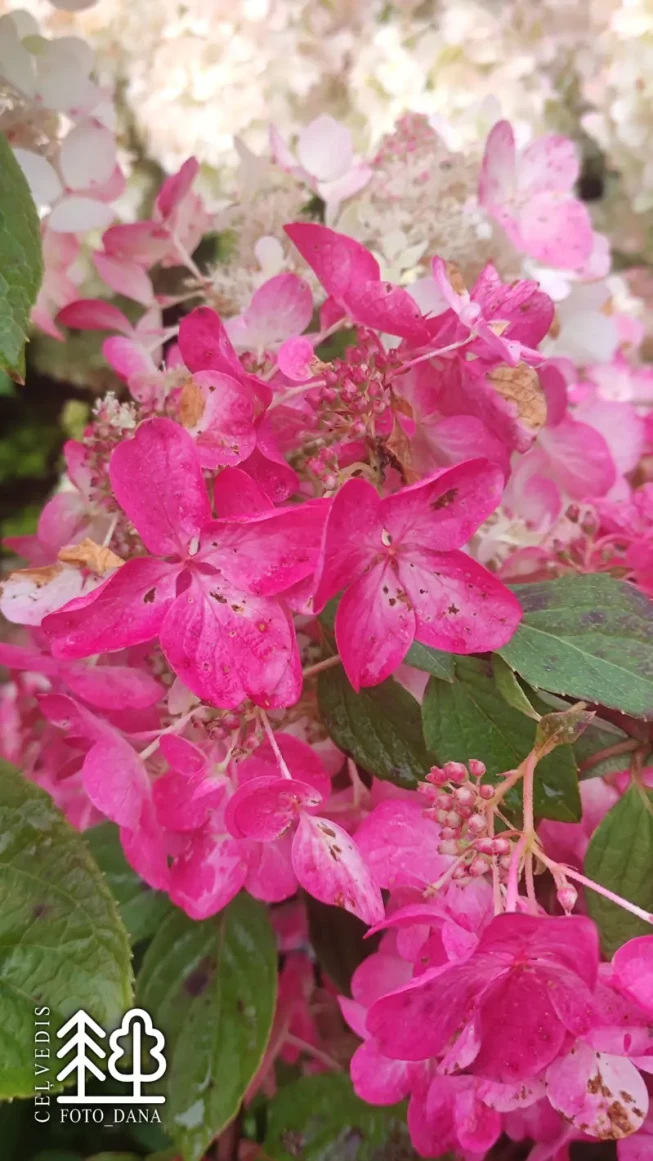 Hydrangea paniculata   DIAMANT ROUGE = 'Rendia'
